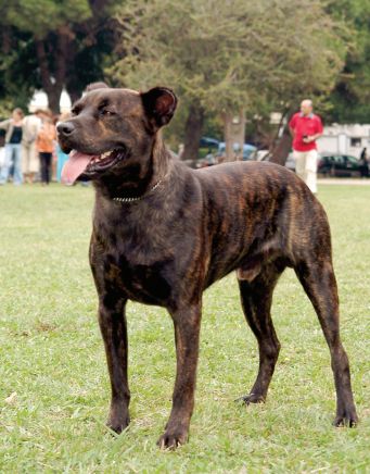 Cão de Fila de São Miguel Dog Breed Information and Pictures